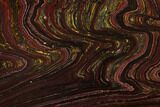 Polished Tiger Iron Stromatolite - Billion Years #129331-1